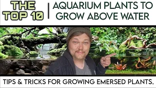 TOP 10 EASY Aquarium Plants to Grow Above Water in Your Fish Tank! Growing Emersed Aquatic Plants.