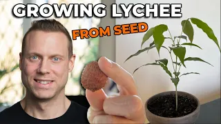 Growing Lychee/Litchie Tree From Seed - Part 1 - 0-3 months progress.