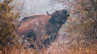 European bison are back - help save the endangered giant of European nature