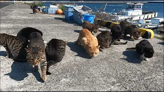 Many hungry cats eating cat food for breakfast on the cat island in Japan.