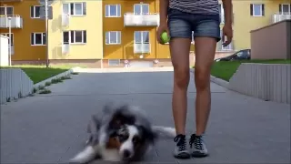 Dog tricks by australian shepherd Charlie