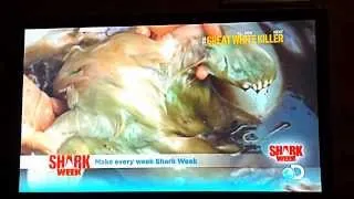 Shark Week 2013 (ad seal)