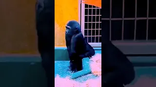 gorilla anus itch 🤣 #short