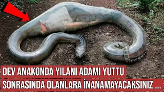 Anakonda Yılanı Adamı Yuttu, Sonrasında Olanlar İnanılmazdı