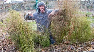 Do This For A Bigger Asparagus Harvest!