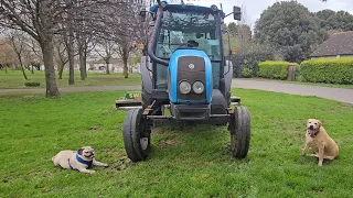 Pug Kingsley and Labrador Sandy, out having a great time on their walk