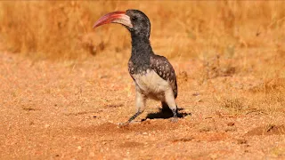 Birds of Namibia Part 2 | Southern Africa