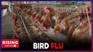 Third BIRD FLU Case FOUND In HUMAN. What to KNOW: Dr. William Schaffner