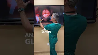 Anal Gland Anatomy & Abscess Surgery