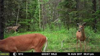 White-Tail Bachelor Herd at the Lick Branch