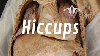 What Are Hiccups, and Why Do We Get Them??