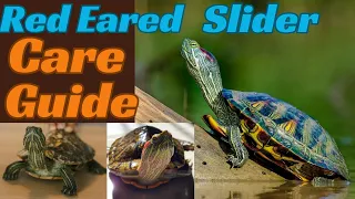 Red Eared Slider Care Guide,the Best pet turtle.