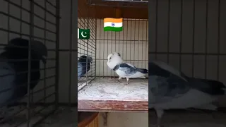 #t20worldcup #t20 india vs pakistan pigeon attitude #shoetsvideo