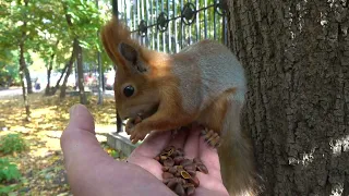 Про Копию и Том Самом бельчонке / About  Copy and Little squirrel