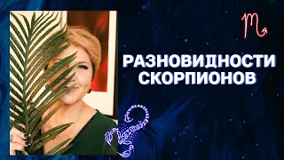 Почему есть скорпионы злые, а есть "нормальные" ? #скорпион #знакизодиака