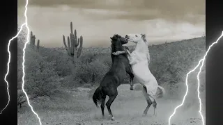 Horse Fighting Edit | Help With CapCut |
