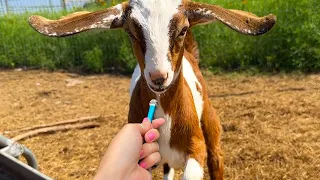 interviewing baby goats with a tiny mic