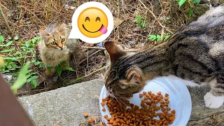 Stray Cats Lined Up For Food 😸| YUFUS