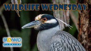 Yellow-Crowned Night Heron | Wildlife Wednesday | Broward County Parks