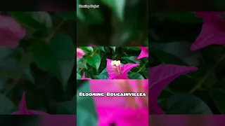 Blooming Bougainvillea #shorts