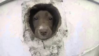 Animal Control rescues Puppies abandoned inside of home
