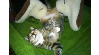 Невероятно смешные спящие кошки/Incredibly funny sleeping cat