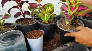 Reproduccion y cudados de la planta coleus.