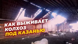 Истощенные коровы в колхозе «Правда» Высокогорского района шокировали пользователей соцсетей