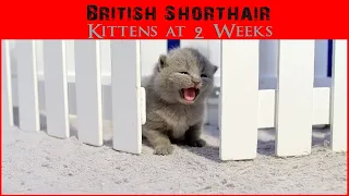 British Shorthair Kittens at 15 Days Old