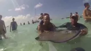 Stingray City sandbar Grand Cayman Island HD GoPro 4 w Slow Motion