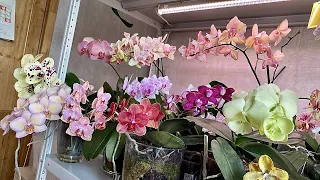 I feed orchids for juicy foliage and lush long flowering of orchids