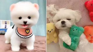 Funny and Cute Dog Pomeranian 😍🐶| Funny Puppy Videos #117