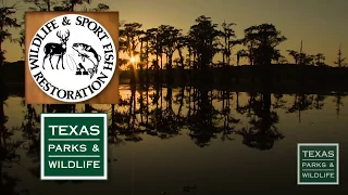 Mysterious Caddo Lake State Park