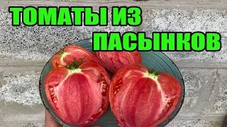 Томаты в теплице из пасынков . Рассада томата БЕСПЛАТНО