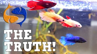 Don't Make This Mistake With A Betta Sorority! Betta Fish Death!