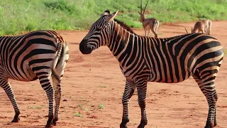 Zebras in Tsavo East  #zebra #animals #safari #wildlife #kenya #tsavo #africa #afrika