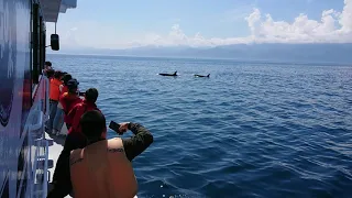 知床羅臼町シャチ・ホエール・バードウォッチング　Orca, Whale and Bird watching cruise in Shiretoko Rausu