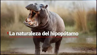 #CienciaConJulieta | ¿Qué tan agresivos son los HIPOPÓTAMOS? ¿Son un PELIGRO para la humanidad?