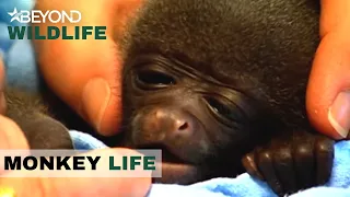 S3E06 | Getting Ready For The Next Woolly Monkey Birth | Monkey Life | Beyond Wildlife