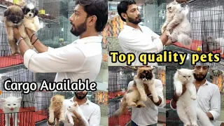 Persian cat - Shih Tzu dog - Tollinton market Lahore - dog market in Lahore - cute dog video -dogs