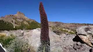 🚦TENERIFE Road to Teide