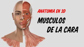 ANATOMÍA EN 3D - Músculos de la Expresión Facial (Origen, Inserción, Acción)