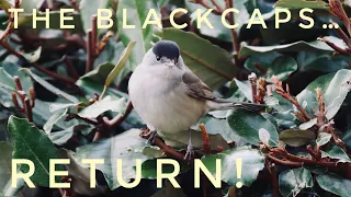 Eurasian Blackcaps 👀 “Sylvia atricapilla” aka...the “Northern Nightingale”  🎶…🎥 4K