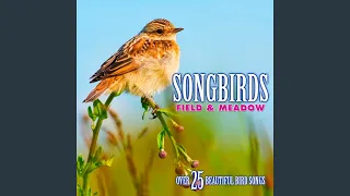 Calandra Lark: Song from a Single Calandra Lark, Others in the Distance