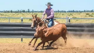 Why do cutting horses make better campdrafters