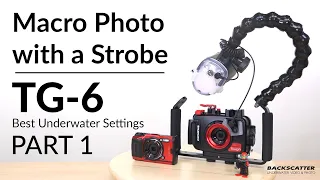 Olympus TG-6  | Macro Photo with a Strobe | Best Underwater Camera Settings: Part 1