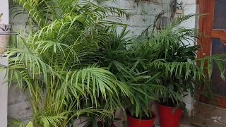 How to Keep Your Areca Palm GREEN and HEALTHY || Fun Gardening