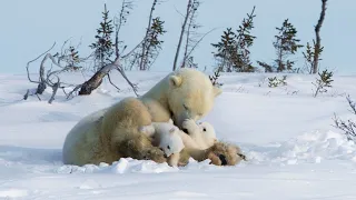 20 Interesting Facts About Polar Bears For Kids Learning