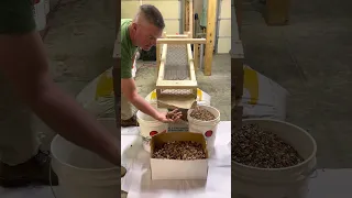 Sorting cracked Black Walnuts