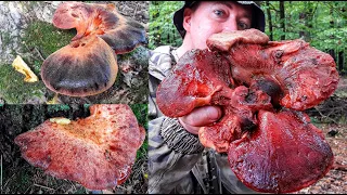 BLOODY MUSHROOM! The meat is hanging from the tree! Hepatica.